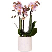PINK ORCHID MULTIFLORA 45CM IN DECO POT