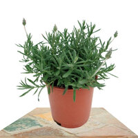 LAVANDA DENTADA 40CM (LAVANDULA DENTATA)