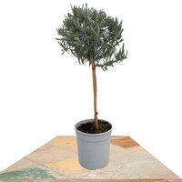 LAVANDA COPA 70CM (LAVANDULA ANGUSTIFOLIA)