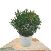 CHAMELAUCIUM UNCINATUM 25CM (FLOR DE CERA)