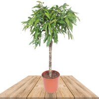 FICUS FICUS AMSTEL KING COPA 125CM (ÁRBOL DE CAUCHO)