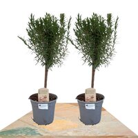 DUO ROMERO COPA 45CM (ROSMARINUS OFFICINALIS)