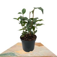 CAMELLIA JAPONICA TRICOLOR 30CM (CAMELIA)
