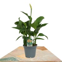 CANNA AMARILLA 40CM HOJA VERDE (CAÑA DEL PERÚ)