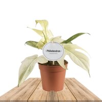 FILODENDRO FLORIDA GHOST 25CM (PHILODENDRON MAGIC MASK)