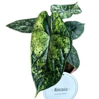 ALOCASIA DRAGON SCALE VARIEGATED 25CM (ALOCASIA BAGINDA VARIEGATA)