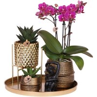 GIFT SET DECO CHIC WITH PURPLE ORCHID & SUCCULENTS
