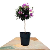 PAPER FLOWER ON STEM 75CM (BOUGAINVILLEA SANDERIANA)
