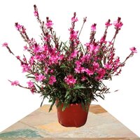 GAURA BELLEZA ROSA 40CM (FLOR DE ABEJA)