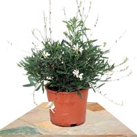 GAURA AFRICAN BLANCA 40CM (FLOR DE ABEJA)
