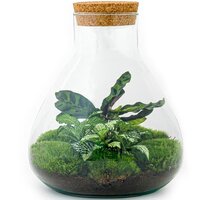 TERRARIO PAQUITO CON CALATHEA Y FITTONIA BLANCA