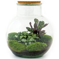 TERRARIO DIY TEODORO CON CALATHEA Y FITTONIA BLANCA