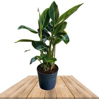 ALPHINIA ZERUMBET VARIEGATA 60CM (AZUCENA DE PORCELANA)