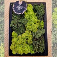 JARDÍN VERTICAL DE MUSGO CUADRO