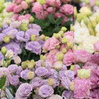 RAMO DIFERENTES COLORES DE 10 LISIANTHUS 50CM (EUSTOMA)