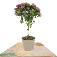 BUGANVILLA SANDERIANA COPA 50CM (BOUGAINVILLEA)