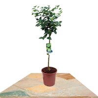 CITRUS LATIFOLIA ÁRBOL 75-95CM (LIMONERO)