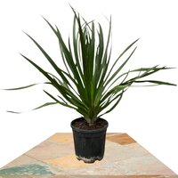 DRÁCENA DRAGO VERDE 80CM (DRACAENA DRACO)