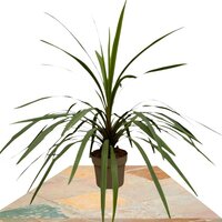 CORDYLINE PEKO 80CM