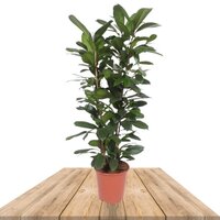 FICUS CYATHISTIPULA 120CM (HIGUERA AFRICANA)