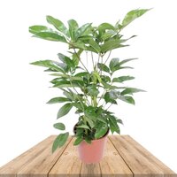 SCHEFFLERA AMATE 100CM (CHEFLERA)