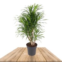 DRACAENA ANITA 100CM (DRÁCENA)