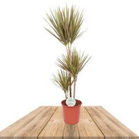 DRACAENA MARGINATA 'BICOLOUR' 120CM (DRAGON TREE)