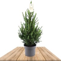 PICEA GLAUCA CONICA 70CM (ÁRBOL DE NAVIDAD)